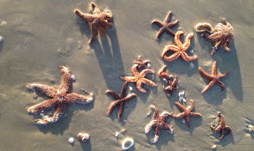 starfish horizontal small